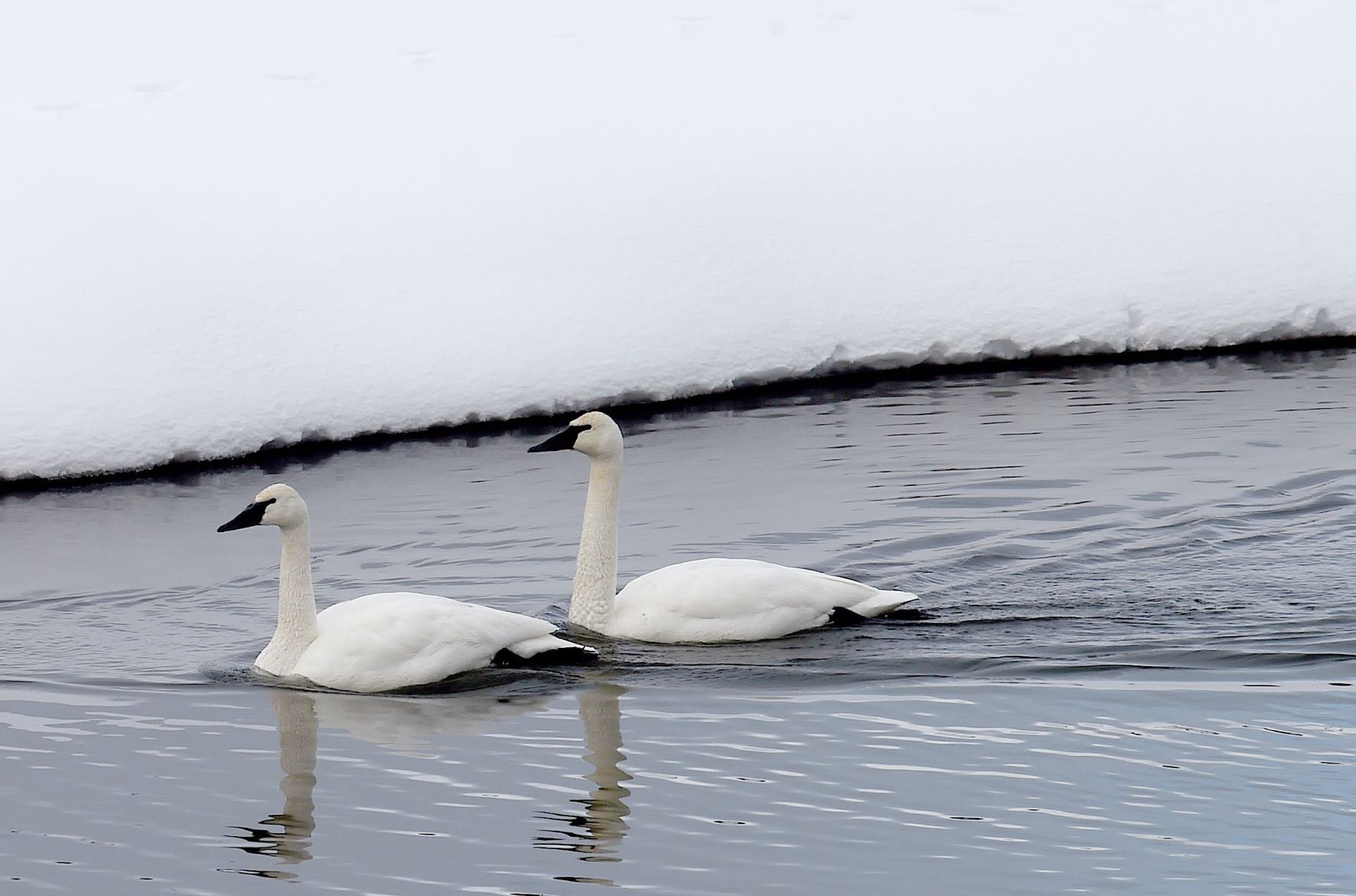 Trumpeter swan (Cygnus buccinator)